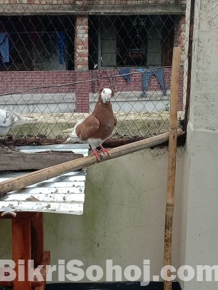 ARBA fancy Pigeon farm